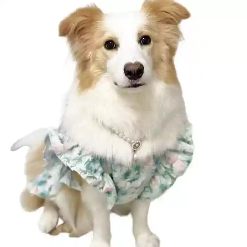Hondenkleding voor lente en zo - Summer Dog Clothing recensie en prijs