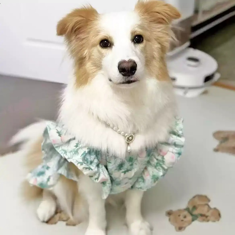 Hondenkleding voor lente en zo - Summer Dog Clothing recensie en prijs