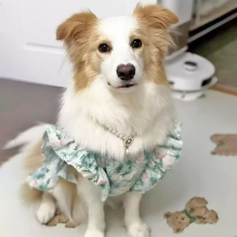 Hondenkleding voor lente en zo - Summer Dog Clothing recensie en prijs