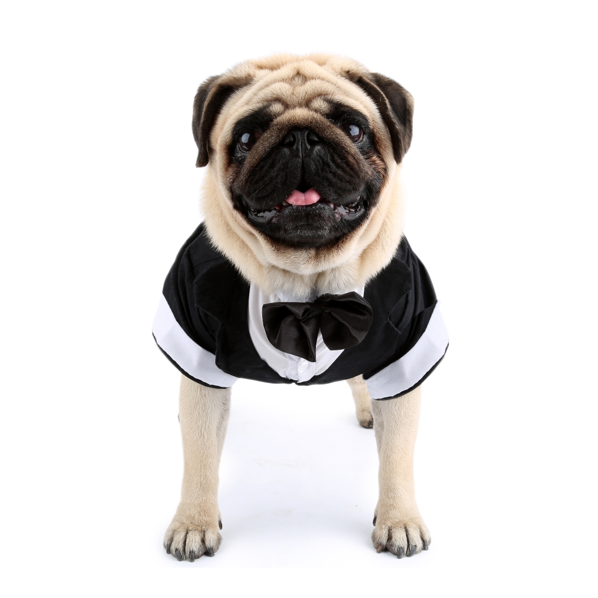 Hondenshirt Puppykleding, Huis - Summer Dog Clothing recensie en prijs